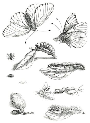 Ilustración en blanco y negro con varios insectos, incluyendo mariposas adultas, polillas, orugas en hojas, capullos y una crisálida