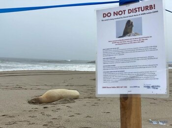 Los leones marinos son animales