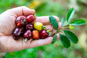 La Cerella Negra, con su