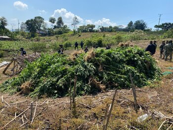 Marihuana destruida en Chiapas