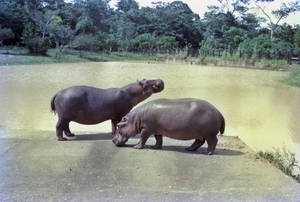 Esta es la primera fotografía que existe de los hipopótamos que trajo Pablo Escobar a Colombia - crédito Édgar