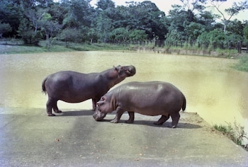 Los hipopótamos de Pablo Escobar