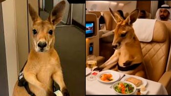 ¿Qué pasó con el canguro