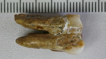 El hallazgo confirma que Homo erectus y denisovanos compartieron territorio en Asia Oriental (IVPP)