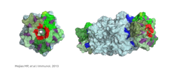El síndrome urémico hemolítico (SUH) afecta principalmente a niños menores de 5 años