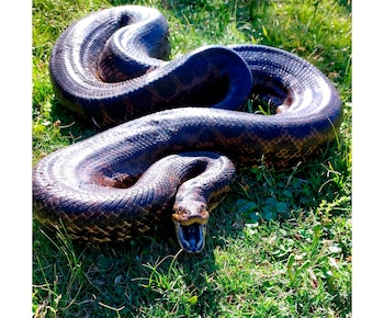 Una anaconda encontrada en Uruguay