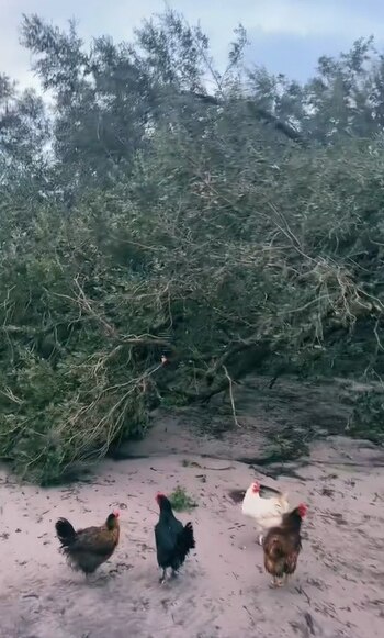 Granja, huracán Milton, animales, mascotas, evacuación, Florida, Estados Unidos