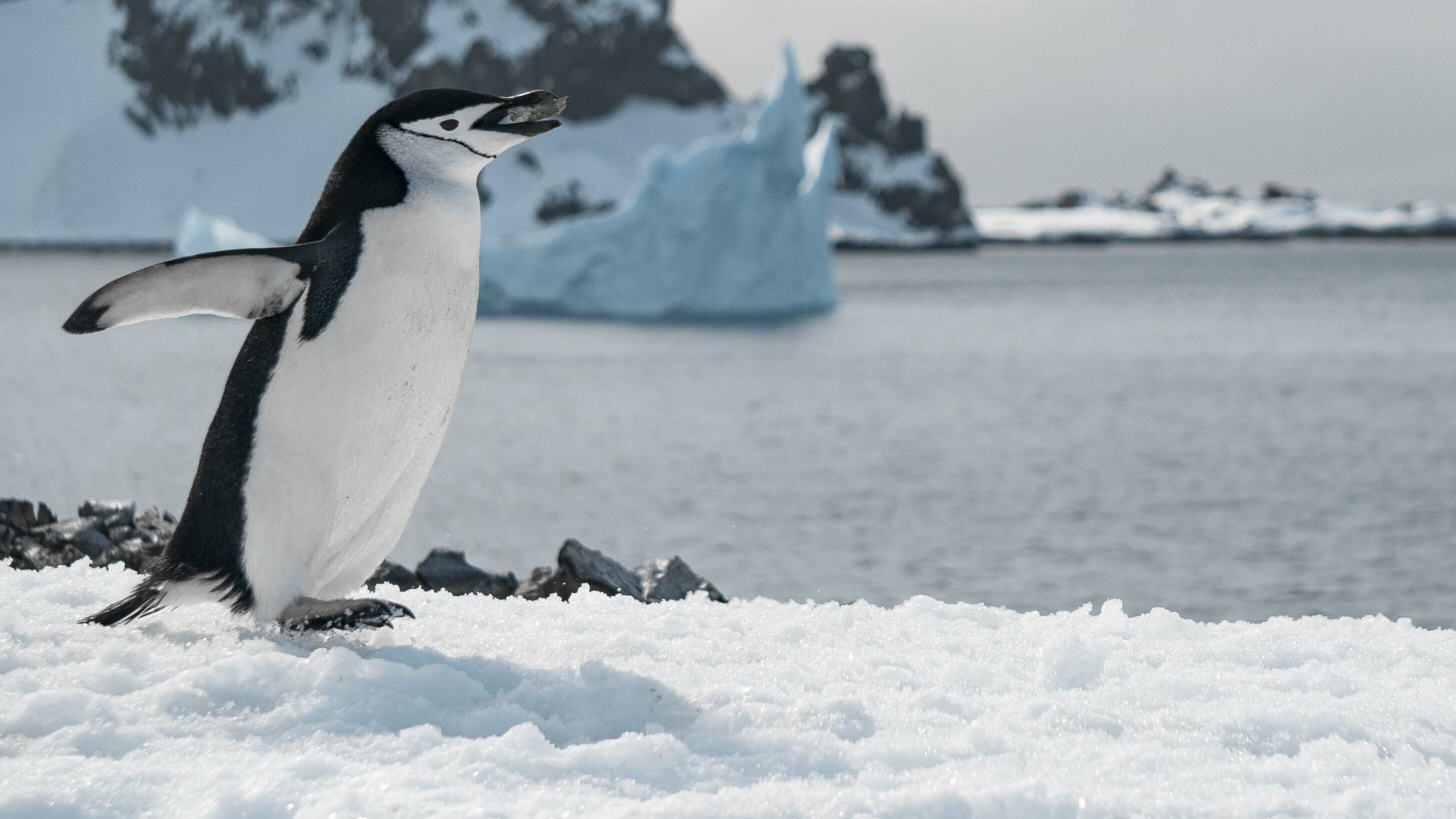 Los ácidos perfluoroalquilos (PFAAs) logran llegar al océano austral transportados por la atmósfera y se depositan mediante la lluvia y la nieve. (Freepik)