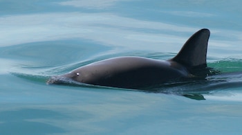 La vaquita marina, la marsopa más pequeña del mundo, habita exclusivamente el Golfo de California y es la especie de cetáceo en mayor riesgo de extinción del planeta (Paula Olson/NOAA)