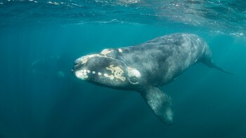 Dentro de su boca hay