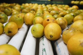 Florida todavía se mantiene lejos de sus niveles históricos, después de haber pasado de 41,2 millones de cajas de naranjas hace cinco temporadas (Eve Edelheit/Bloomberg)