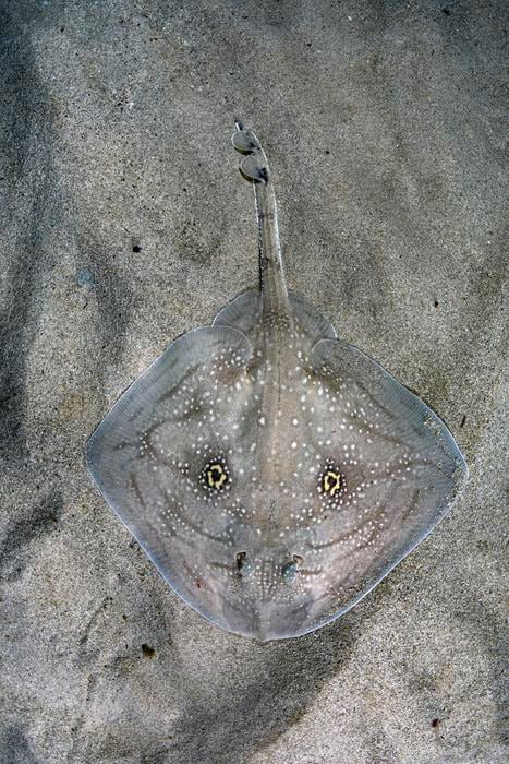 La raya áspera del Mediterráneo (Raja radula) es una de las especies con manchas llamativas documentadas en el estudio/ Andy Murch