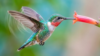 La razón detrás del particular zumbido en vuelo del colibrí, según un reciente estudio