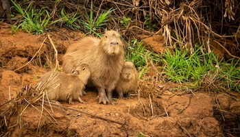 Día de Apreciación del Capibara – capibara – carpincho – Perú – noticias – 10 julio
