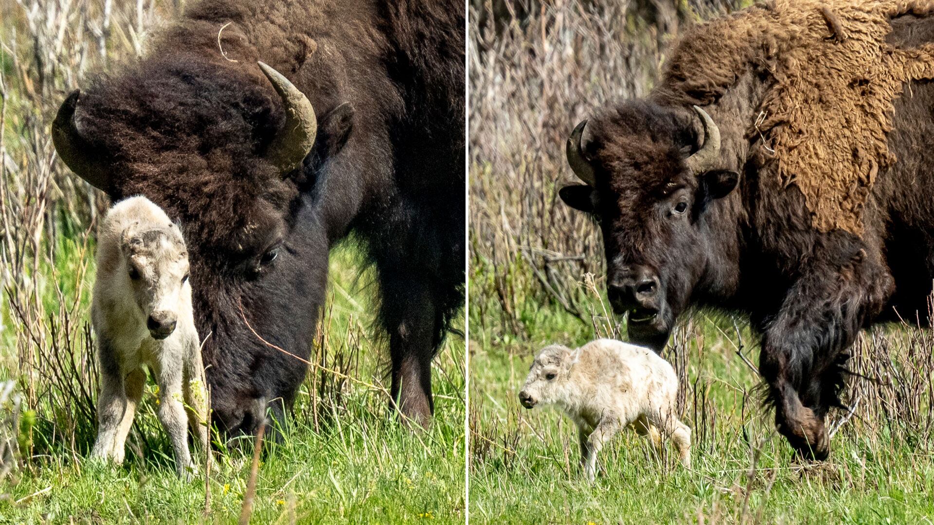cría de búfalo blanco en el parque de Yellowston