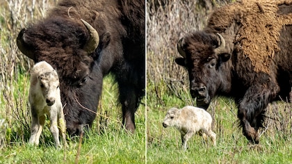 El nacimiento de una rara cría de búfalo blanco en el parque de Yellowstone cumple una profecía indígena