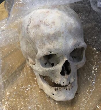 Un cráneo humano, entre los