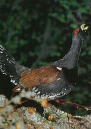 Urogallo cantábrico (Ministerio para la