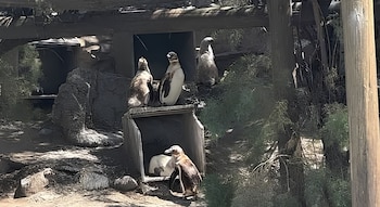 Cuatro pingüinos sobre y alrededor de una estructura de concreto en un espacio con rocas y vegetación