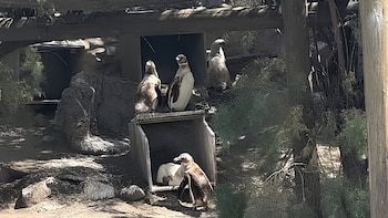 Denunciaron un intento de vender a los pingüinos del ex Aquarium de Mar del Plata y exigieron que sean liberados