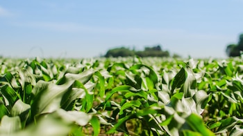 Stine es la semillera líder