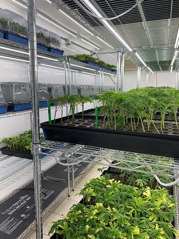 En la zona del "triángulo