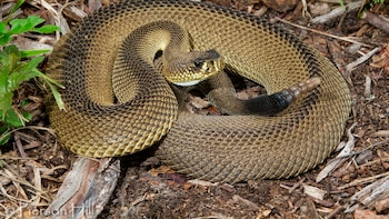 Encontraron una rara serpiente “altamente