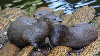 Día Mundial de la Nutria – nutria – Perú – noticias- 27 mayo