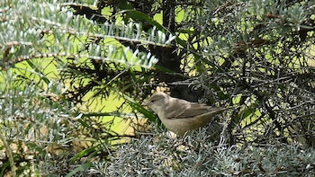 Avistan en Mieres (Asturias) una curruca gavilana, un pájaro que apenas se ha visto otras 14 veces en España