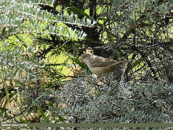 Curruca gavilana avistada en Pakistán. Es un ejemplar pequeño con el pico muy alargado y fino, pero no largo.