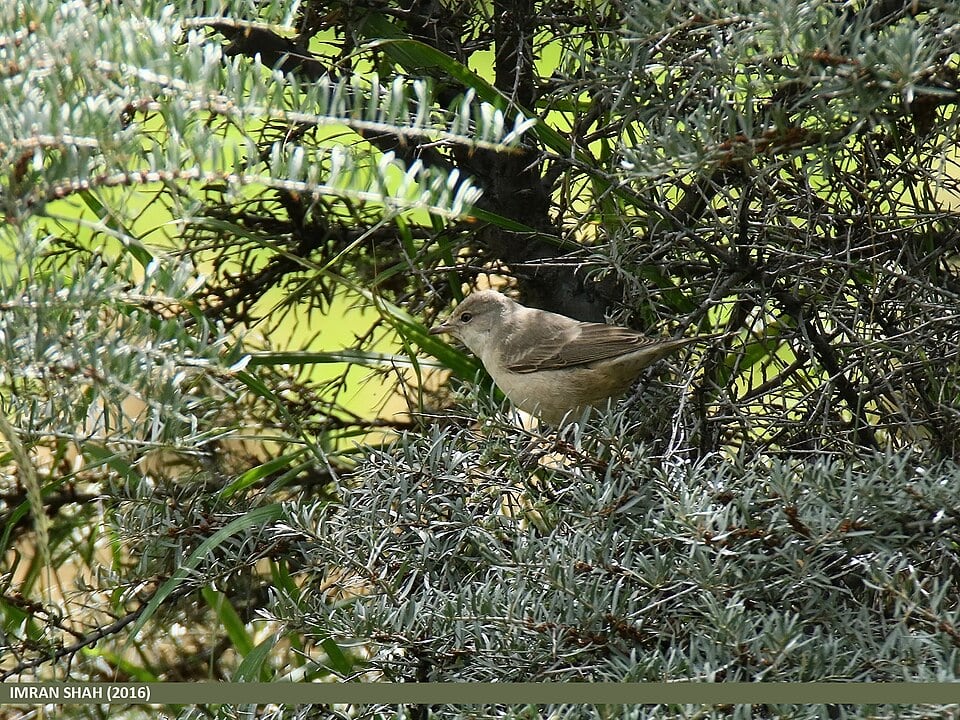 La curruca gavilana sorprende a los ornitólogos en Mieres. (Wikimedia/Imran Shah)