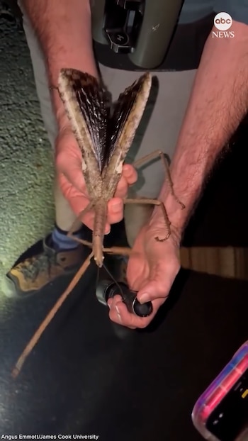 El Acrophylla alta, con su