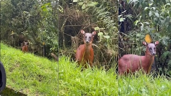 El video de un venado