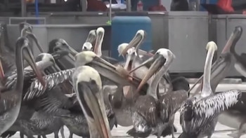 Pelícanos buscan refugio en terminal pesquero de Trujillo ante escasez de peces de alimentos en el mar