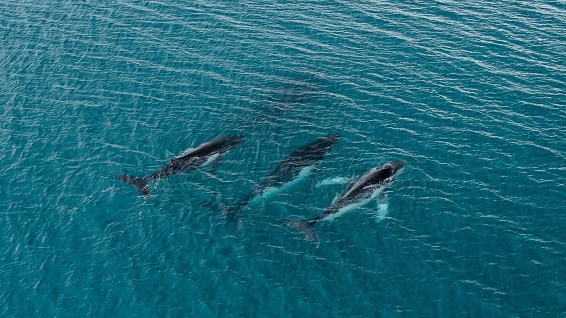 Un estudio documenta el cruce de más de 14.000 kilómetros entre Australia y Brasil por dos ballenas jorobadas, récord migratorio para la especie (Fundación Ballena del Pacífico)
