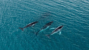 Vista aérea de tres ballenas de color oscuro nadando en aguas oceánicas de un tono azul verdoso. Las ballenas se desplazan bajo la superficie