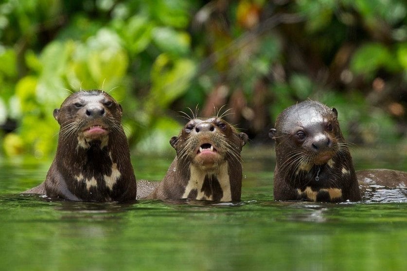 Lobos de río en el Parque Nacional Bahuaja Sonene, área natural protegida distribuida entre los departamentos de Madre de Dios y de Puno (Foto: Sernanp)