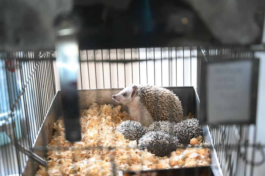 Rescataron a 87 erizos africanos