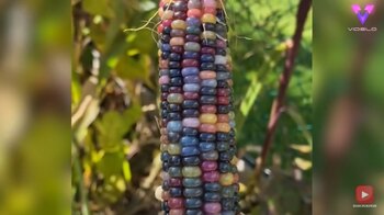 13-10-2021 Esta mujer recogió la