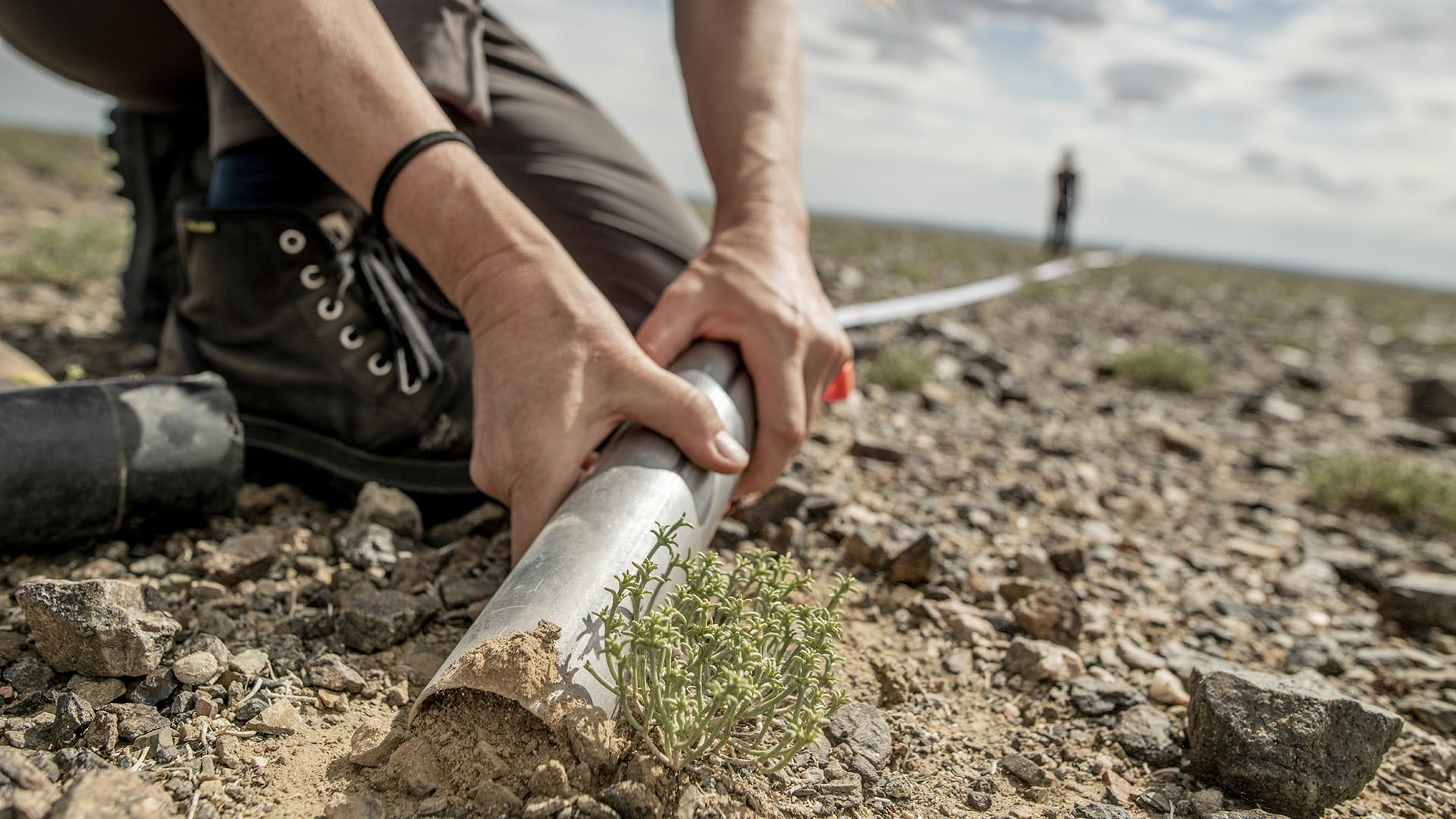 Científicos publicaron el primer mapa global de los hongos micorrízicos arbusculares, que forman alianzas subterráneas con cerca del 70% de las plantas terrestres. En la foto, el momento en que tomaron muestras en el desierto de Gobi en Asia/ Tomás Munita