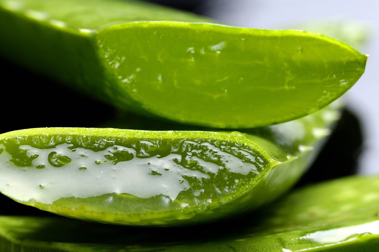 Hay personas que son alérgicas al aloe vera o a plantas de la familia Liliaceae (Pixabay)