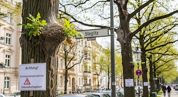 Tronco de árbol cubierto por orugas procesionarias del roble y su tela en Berlín. Se ve un cartel de advertencia y un letrero de "Steglitz".