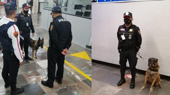 BINOMIOS CANINOS PERROS CDMX