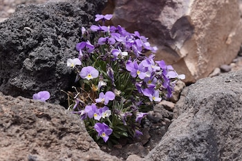 Violeta del Teide. (Viktor Kitov/Wikimedia Commons)