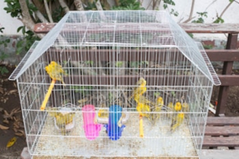 Serfor alerta sobre tráfico ilegal: