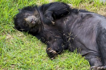 Dentro del grupo de animales