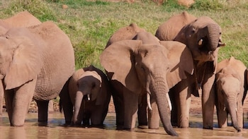 Varios elefantes africanos de distintos tamaños permanecen de pie sobre agua marrón junto a una orilla con hierba