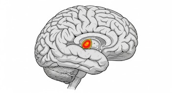 Ilustración de un cerebro humano en vista lateral, de color gris y con pliegues, que muestra la amígdala resaltada en rojo y amarillo.