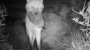 El Parque Nacional Ansenuza fue escenario del nacimiento de cuatro cachorros de aguará guazú
