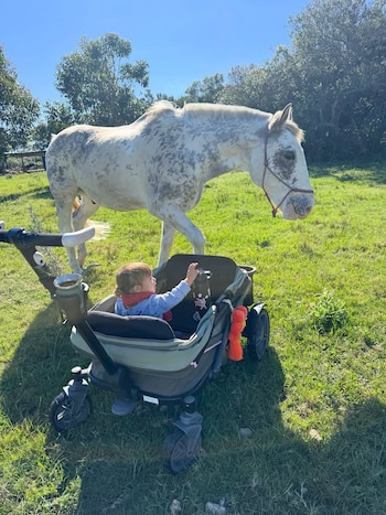 Una niña sentada en un cochecito verde extendiendo su brazo hacia un caballo blanco con manchas grises en un campo verde bajo un cielo azul claro
